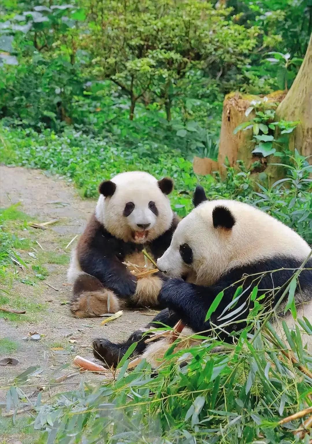 Gấu trúc Thành Đô – ảnh 2 Gấu trúc tại Công viên Gấu Trúc Thành Đô – góc 2